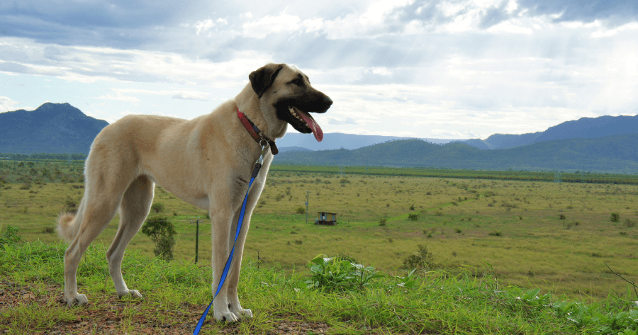15 Breeds With The Strongest Bite Force In Dogs with Photos 